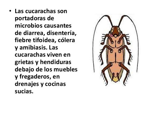 cucharachas4