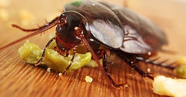 cucaracha1
