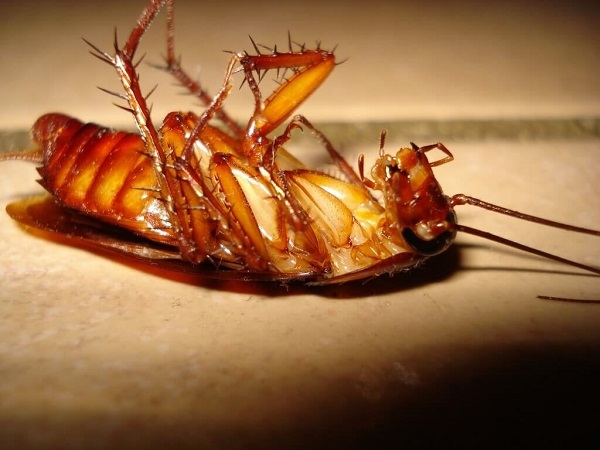 cucaracha2