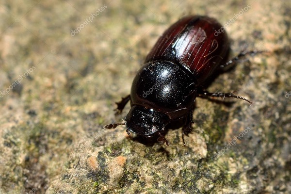 escarabajo4