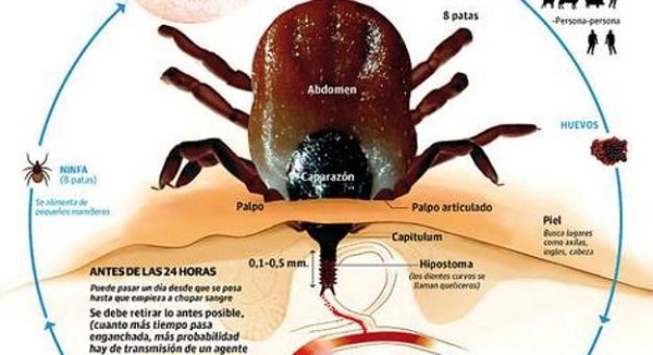 garrapata2