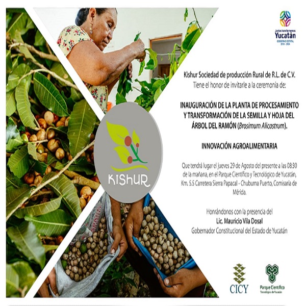 Retorno productivo de una planta de origen maya: el ramón