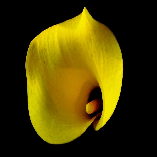 El valor de la belleza desde la literatura de Marco Denevi