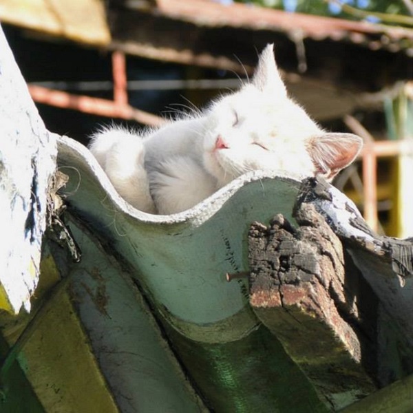 Coronavirus en felinos