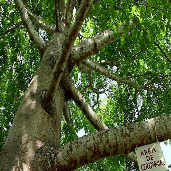 Ancestral Ceiba