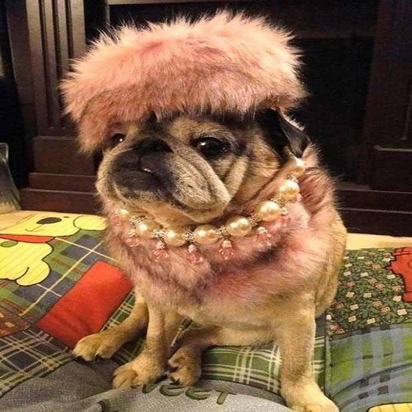 Maltrato animal disfrazado de amor