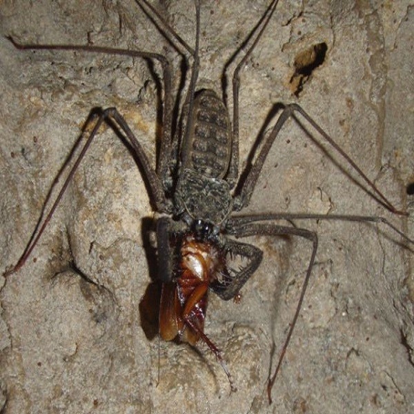Araña alacrán o amblipigio