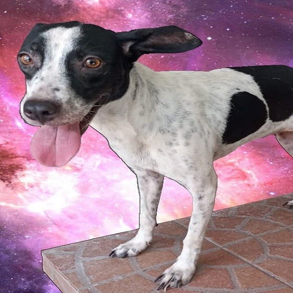 Chikis, una perrita discapacitada en busca de hogar