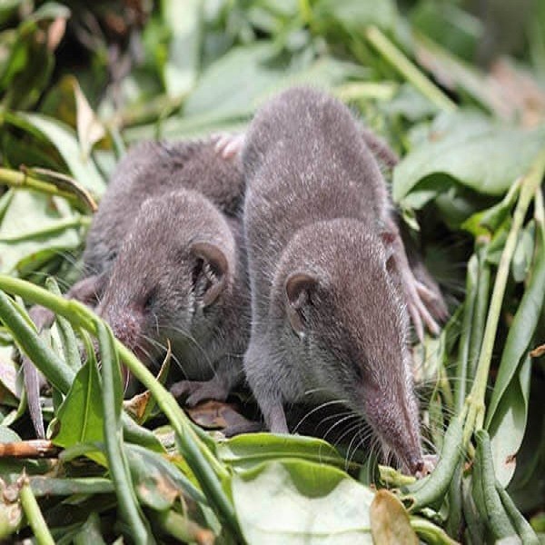 La Musaraña, lindo mamífero mexicano - Diario del Sureste