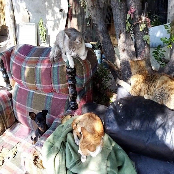 ¿Animales protegidos o maltratados?