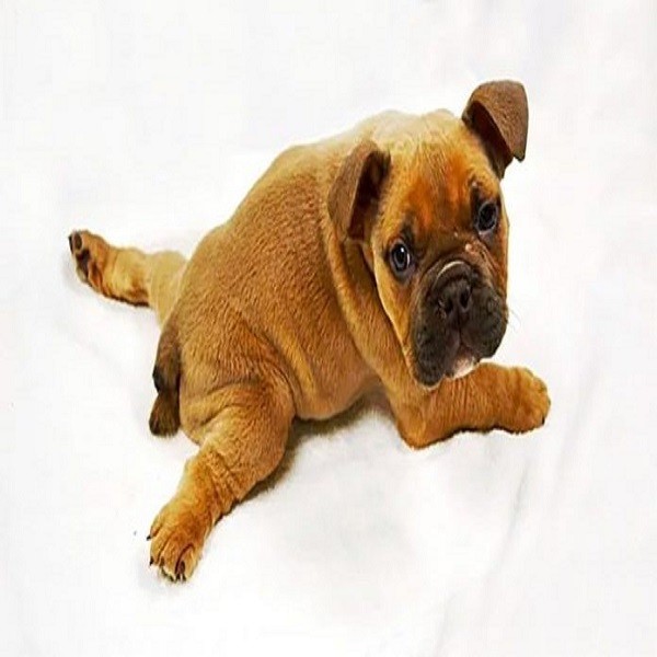 Síndrome del perro nadador