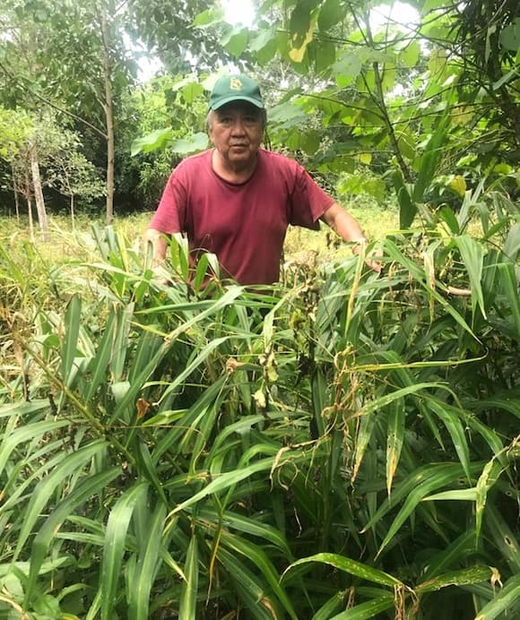 Álvaro López Tejero, promotor de la medicina herbolaria (III)