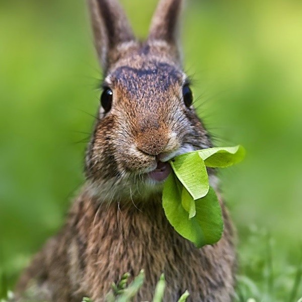 Animales herbívoros