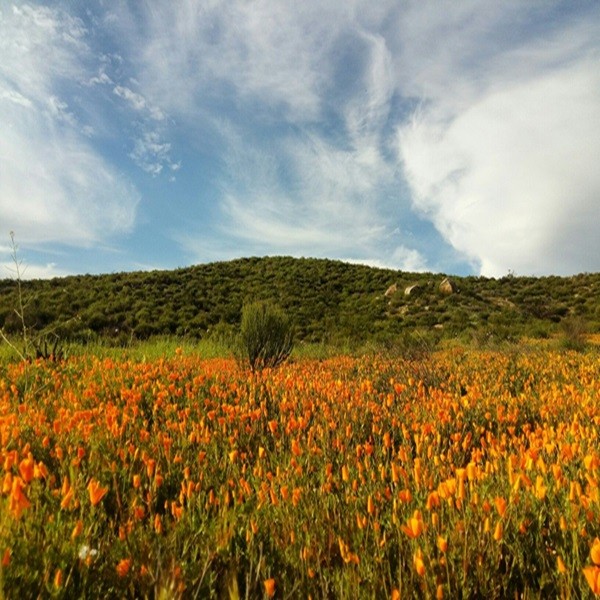 Algunos días como hoy recuerdo tu voz
