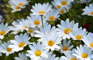 Las flores amarillas