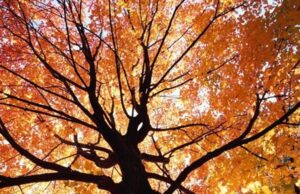 El otoño está aquí