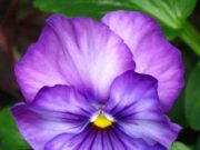 La violeta