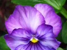 La violeta