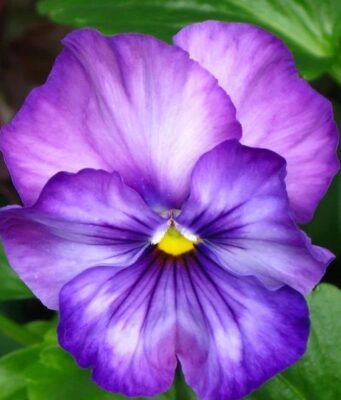 La violeta